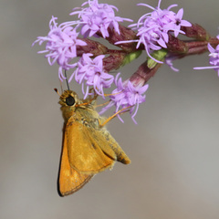 Hesperia meskei