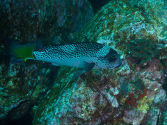 Plectorhinchus pica