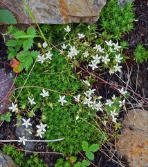 Saxifraga bronchialis
