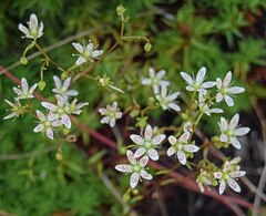 Saxifraga bronchialis
