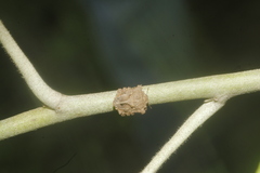 Cyrtocoris egeris