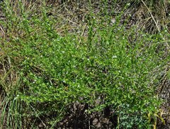 Lappula occidentalis