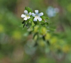 Lappula occidentalis