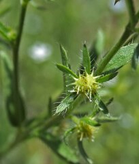 Lappula occidentalis