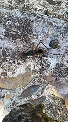 Taeniaptera trivittata