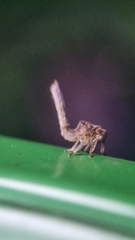 Nogodinidae