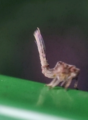 Nogodinidae