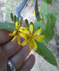 Crepidiastrum denticulatum