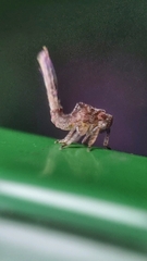 Nogodinidae