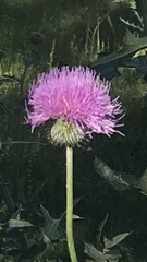 Cirsium texanum