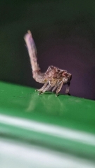 Nogodinidae