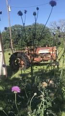 Cirsium texanum