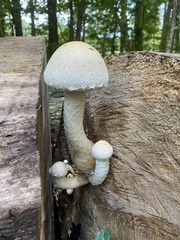 Hemipholiota