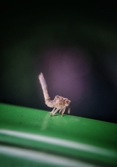Nogodinidae