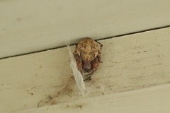 Larinioides patagiatus