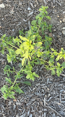 Amaranthus albus