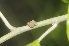 Cyrtocoris egeris