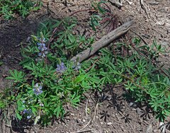 Lupinus sericeus