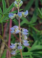 Lupinus sericeus