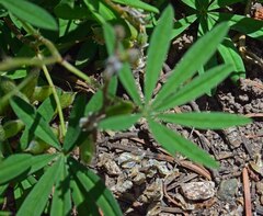 Lupinus sericeus