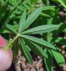 Lupinus sericeus
