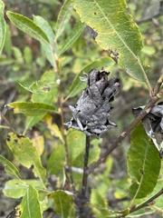 Rabdophaga strobiloides