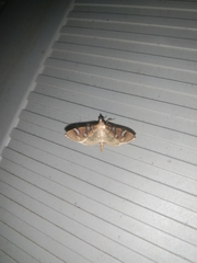 Cotachena histricalis