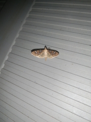 Cotachena histricalis