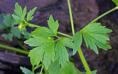 Ranunculus macounii
