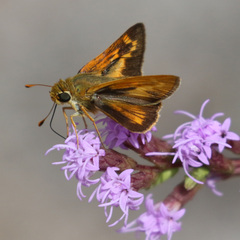 Hesperia meskei