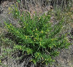 Lithospermum multiflorum