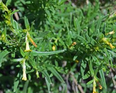 Lithospermum multiflorum