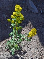 Solidago simplex