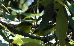 Abroscopus schisticeps