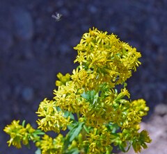 Solidago simplex