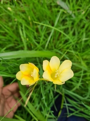 Freesia leichtlinii