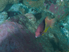 Bodianus mesothorax