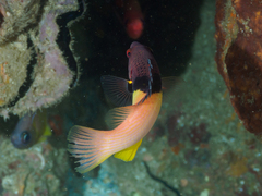 Bodianus mesothorax