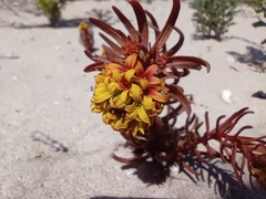 Quinchamalium chilense