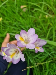Freesia leichtlinii