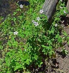 Geranium richardsonii