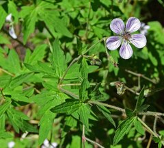 Geranium richardsonii