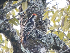 Dendrocoptes auriceps