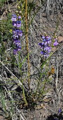 Penstemon strictus