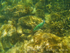 Halichoeres nicholsi