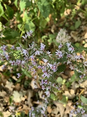 Symphyotrichum cordifolium
