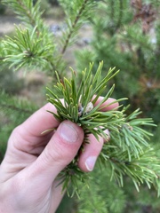 Pinus banksiana