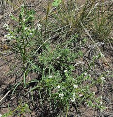 Oreocarya suffruticosa