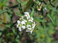 Oreocarya suffruticosa