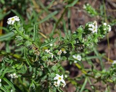 Oreocarya suffruticosa